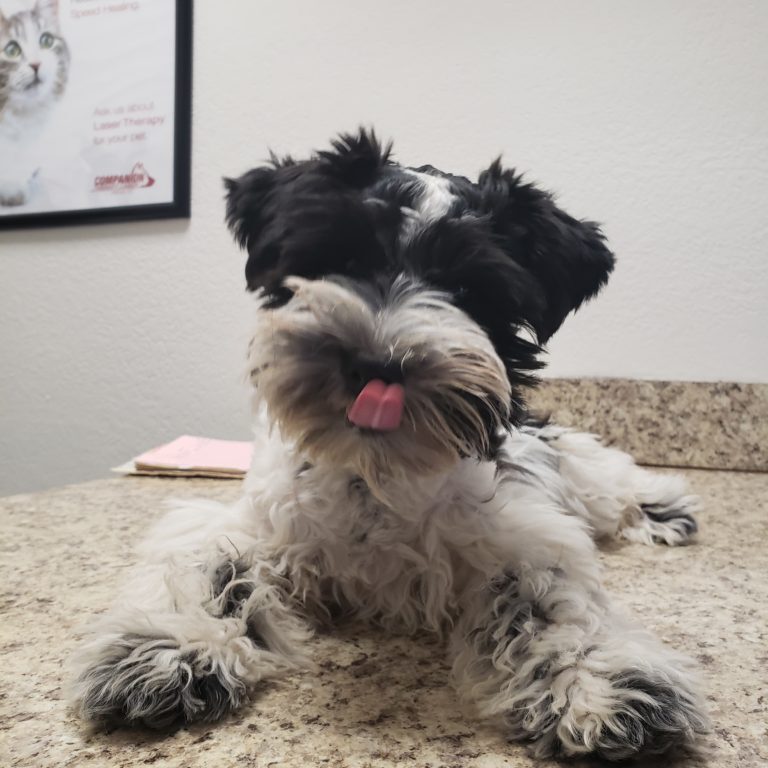 Small black and white dog patient sitting on a table