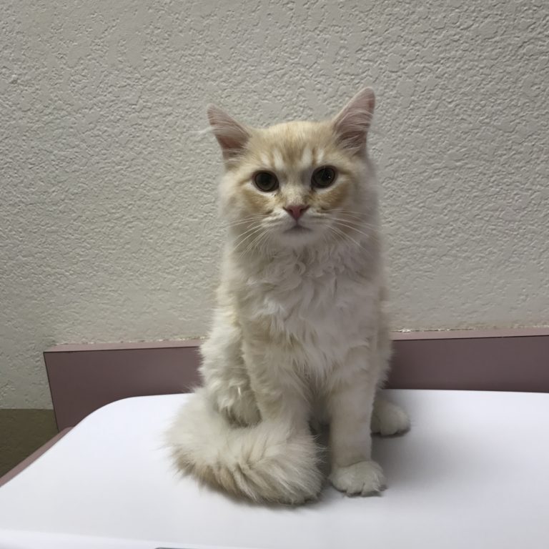 Max, a cream colored cat patient, sitting on a scale