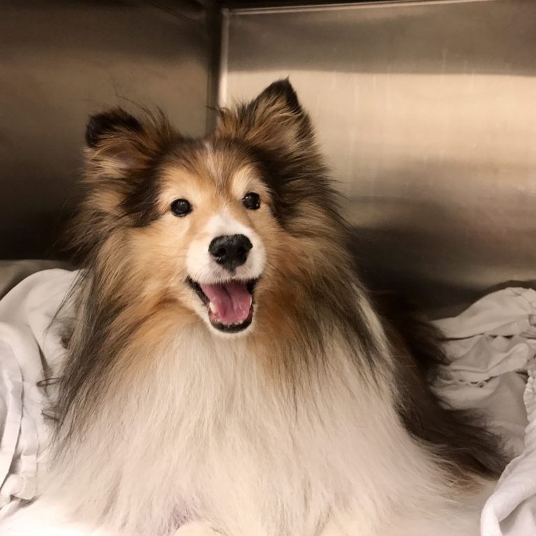 Buttercup, a long haired dog patient, resting in a kennel